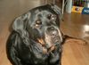 Rottweiler Foto: Schlaf schön mein Dicker und guck ab und zu mal runter.H.D.L. (ID 22647) Rottweiler Hund