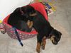 Rottweiler Foto: Die Ruhe nach dem Sturm (ID 34245) Rottweiler Hund