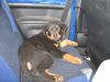 Rottweiler Foto: Blacky 3 Monate. Wann gehts entlich los !? (ID 34246) Rottweiler Hund