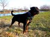 Rottweiler Foto: Bogart von den Nibelungen 22 Monate jung (ID 36763) Rottweiler Hund