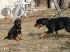 Rottweiler Foto: Bonny & klein Blacky. Hilfe Die verfolgt mich! (ID 34243) Rottweiler Hund