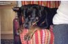 Rottweiler Foto: MOJ PIES NAME BORG FROM POLEND (ID 11195) Rottweiler Hund