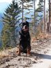 Rottweiler Foto: Boully im Wald (ID 41102) Rottweiler Hund