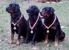Rottweiler Foto: Faarby VOMBAT - ich bin Sieger (ID 18774) Rottweiler Hund