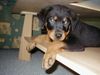 Rottweiler Hund