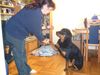 Rottweiler Foto: Was man nicht alles tut,... (ID 19641) Rottweiler Hund