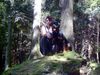 Rottweiler Foto: Beim Wandern (ID 24141) Rottweiler Hund