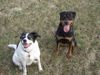 Rottweiler Foto: Freunde... (ID 21073) Rottweiler Hund