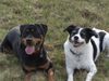 Rottweiler Foto: toben ist anstrengend (ID 21075) Rottweiler Hund