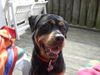 Rottweiler Foto (ID 21076) Rottweiler Hund