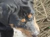 Rottweiler Foto: Immer dieser Strandsand (ID 21072) Rottweiler Hund