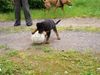 Rottweiler Foto (ID 29441) Rottweiler Hund