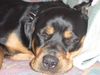 Rottweiler Foto (ID 20906) Rottweiler Hund