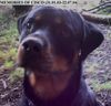 Rottweiler Foto: Memories of Cisco (ID 13071) Rottweiler Hund