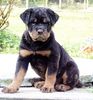Rottweiler Foto: Chaff Vombat (ID 18772) Rottweiler Hund