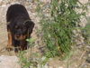 Rottweiler Foto: Bin auf der Jagd! (ID 35698) Rottweiler Hund