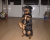 Rottweiler Foto: Rotti Chato im Häsi (ID 17808) Rottweiler Hund