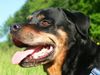 Rottweiler Foto: Chewy (ID 7347) Rottweiler Hund