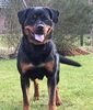 Rottweiler Foto: CIMBA von der Hansestadt Bremen (ID 20193) Rottweiler Hund