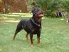 Rottweiler Foto: Ina vom Allnatal (ID 21798) Rottweiler Hund