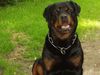 Rottweiler Foto: Ina vom Allnatal (ID 21799) Rottweiler Hund