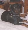Rottweiler Foto: darf auf deine bleiben? (ID 10985) Rottweiler Hund