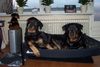 Rottweiler Foto: Demi, Donja en Beb (ID 4399) Rottweiler Hund