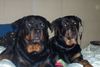 Rottweiler Foto: Damien en Donja (ID 4401) Rottweiler Hund