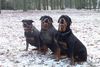 Rottweiler Foto: Demi, Donja en Beb (ID 4398) Rottweiler Hund