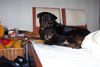 Rottweiler Foto: Donja en Cujo (ID 4333) Rottweiler Hund
