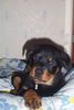 Rottweiler Foto: Cujo (ID 4400) Rottweiler Hund