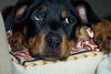Rottweiler Hund