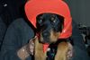 Rottweiler Hund