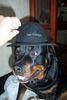 Rottweiler Foto: Donja 7 jaar (ID 9492) Rottweiler Hund