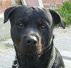 Rottweiler Foto: Können diese Augen lügen? (ID 38742) Rottweiler Hund