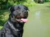 Rottweiler Foto: Ich bin halt doch der schönste am See (ID 38741) Rottweiler Hund