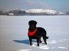 Rottweiler Foto: Valentino (ID 19306) Rottweiler Hund