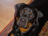 Rottweiler Foto: Merlin (ID 34606) Rottweiler Hund