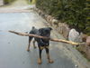 Rottweiler Foto: Hektor aus Plön (ID 40731) Rottweiler Hund