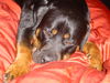Rottweiler Foto: Merlin (ID 34607) Rottweiler Hund