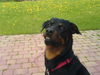 Rottweiler Foto: Hektor 3 Jahre alt (ID 40732) Rottweiler Hund
