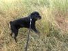 Rottweiler Foto: Tyson (ID 23055) Rottweiler Hund
