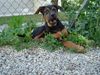 Rottweiler Foto: der kleinen süsse DSH-RottiMix Tequilla in seinem Element (ID 5942) Rottweiler Hund