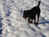 Rottweiler Hund