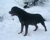 Rottweiler Hund