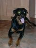 Rottweiler Foto: Angel 4 Jahre alt (ID 6971) Rottweiler Hund