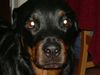 Rottweiler Foto: Angel 4 Jahre alt (ID 6974) Rottweiler Hund