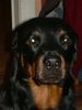 Rottweiler Foto: Angel 4 Jahre alt (ID 6970) Rottweiler Hund