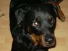 Rottweiler Foto: Angel 4 Jahre alt (ID 6972) Rottweiler Hund