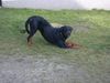 Rottweiler Foto: Angel 4 Jahre alt (ID 6973) Rottweiler Hund